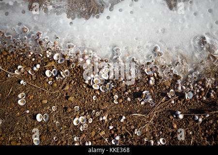 Old broken clam shells frozen in ice on the shoreline of a lake or river viewed from above with the white edge of the frozen water Stock Photo