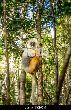 Diademed sifaka holding on to a tree in Madagascar Stock Photo