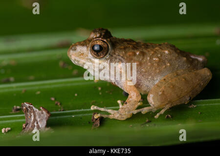 Craugastor species of frog from Belize Stock Photo - Alamy