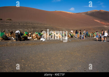 tourists riding camels in Lanzarote in timanfaya national park Stock Photo