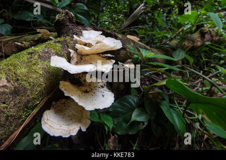 Some sort of tropical mushroom growing on a fallen tree in the jungle. Stock Photo