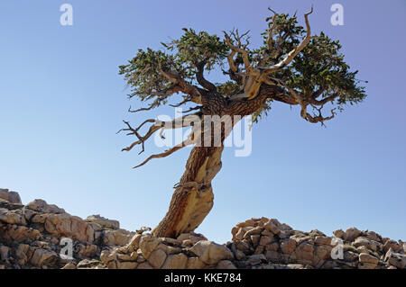 leaning lone tree on a rocky ridge with blue sky Stock Photo