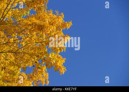 image of bright yellow autumn leaves against a blue sky Stock Photo
