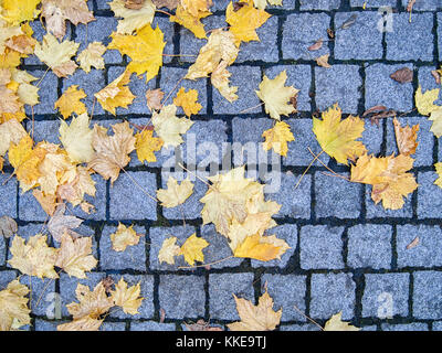 Fallen autumn leaves on a paved road background Stock Photo