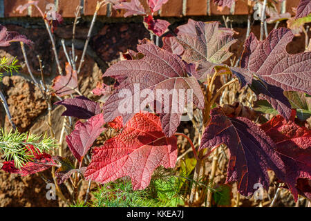 Red Oakleaf hydrangea leaves in autumn. Hydrangea quercifolia, Oklahoma City, Oklahoma, USA. Stock Photo