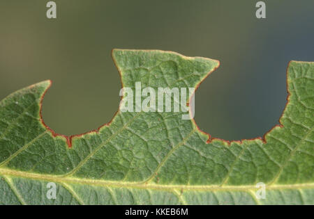 Leafcutting bee (Megachilidae) damage to Hardenbergia leaf Stock Photo