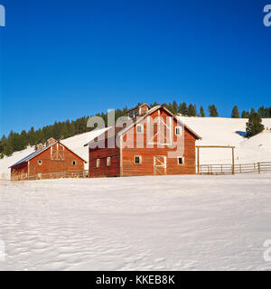 red barns in the dog creek valley in winter near elliston, montana Stock Photo