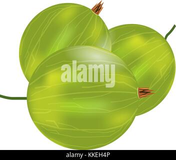 Three realistic 3d amla or Indian gooseberry mockup. Isolated on white background. Stock Vector