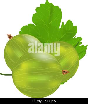 Three realistic 3d amla or Indian gooseberry mockup. Isolated on white background. Stock Vector
