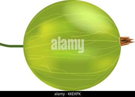 Single realistic 3d amla or Indian gooseberry mockup. Isolated on white background. Stock Vector