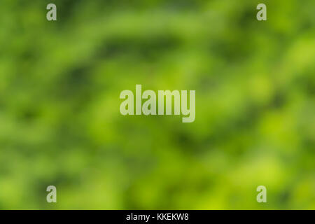 Abstract green natural background of trees Stock Photo