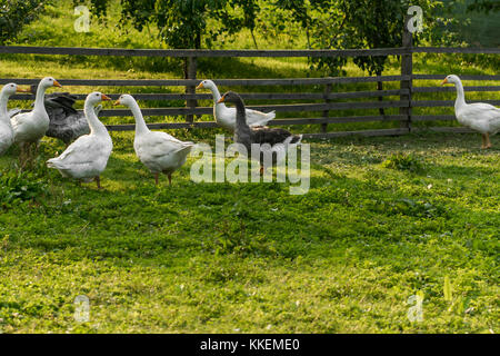 Geese on the house farm near wooden fence Stock Photo
