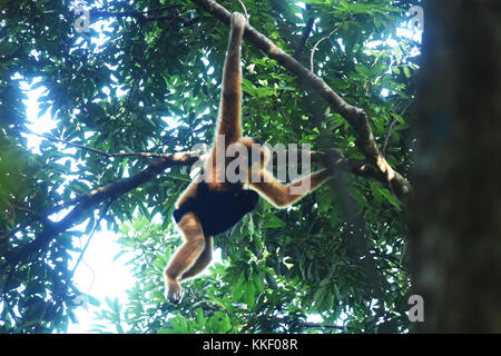 (171202) -- HAIKOU, Dec. 2, 2017 (Xinhua) -- Photo taken on Oct. 27, 2017 shows a female Hainan gibbon carrying her baby on a tree at the Bawangling National Nature Reserve in Changjiang, south China's Hainan Province. The Hainan gibbon, or Nomascus Hainanus, is the world's rarest primate, and probably rarest mammal species. Once numbered around 2,000 in the 1950s, they underwent a sharp decline in the late 20th century largely due to habitat loss and hunting. Typically living in rainforest trees over 10 meters tall, the Hainan black crested gibbon (Nomascus hainanus), with long arms and legs Stock Photo