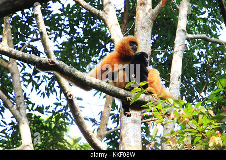 (171202) -- HAIKOU, Dec. 2, 2017 (Xinhua) -- Photo taken on Oct. 28, 2017 shows a female Hainan gibbon and her baby sitting on a tree at the Bawangling National Nature Reserve in Changjiang, south China's Hainan Province. The Hainan gibbon, or Nomascus Hainanus, is the world's rarest primate, and probably rarest mammal species. Once numbered around 2,000 in the 1950s, they underwent a sharp decline in the late 20th century largely due to habitat loss and hunting. Typically living in rainforest trees over 10 meters tall, the Hainan black crested gibbon (Nomascus hainanus), with long arms and le Stock Photo