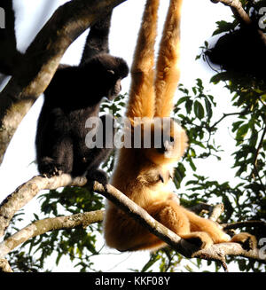 (171202) -- HAIKOU, Dec. 2, 2017 (Xinhua) -- Photo taken on Jan. 13, 2007 shows a male Hainan gibbon (L) and a female one sitting on a tree at the Bawangling National Nature Reserve in Changjiang, south China's Hainan Province. The Hainan gibbon, or Nomascus Hainanus, is the world's rarest primate, and probably rarest mammal species. Once numbered around 2,000 in the 1950s, they underwent a sharp decline in the late 20th century largely due to habitat loss and hunting. Typically living in rainforest trees over 10 meters tall, the Hainan black crested gibbon (Nomascus hainanus), with long arms  Stock Photo