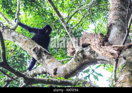 (171202) -- HAIKOU, Dec. 2, 2017 (Xinhua) -- Photo taken on Oct. 27, 2017 shows a Hainan gibbon on a tree at the Bawangling National Nature Reserve in Changjiang, south China's Hainan Province. The Hainan gibbon, or Nomascus Hainanus, is the world's rarest primate, and probably rarest mammal species. Once numbered around 2,000 in the 1950s, they underwent a sharp decline in the late 20th century largely due to habitat loss and hunting. Typically living in rainforest trees over 10 meters tall, the Hainan black crested gibbon (Nomascus hainanus), with long arms and legs but no tail, rarely sets Stock Photo