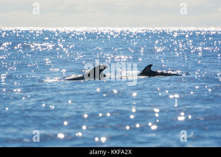 Dolphins and whales watching in Sao Miguel Island, Azores, Portugal Stock Photo