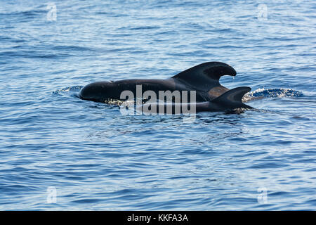 Dolphins and whales watching in Sao Miguel Island, Azores, Portugal Stock Photo