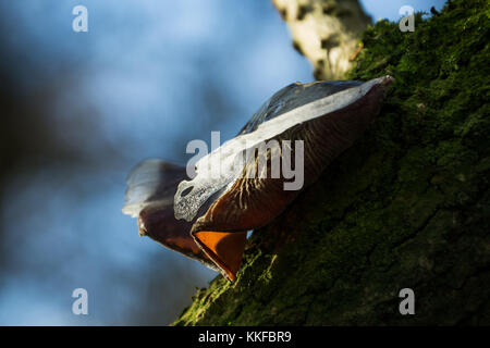 Ice parting from the Jelly Ear mushroom. Stock Photo