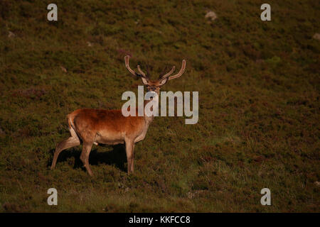 Red Deer in velvet, Glen Muick, Balmoral Estate, Cairngorms National ...