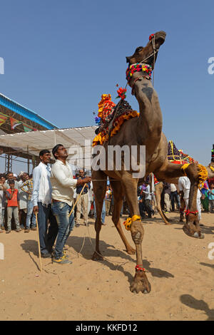 ASIA, India, Camel Festival, Decorated Camel And Trainer (MR Stock ...