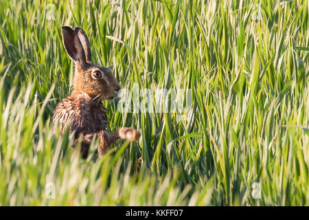 Wild hare having a morning wash in the warmth of the sunrise. Norfolk in the UK has a lot of hares in spring but they are particularly shy and pretty  Stock Photo