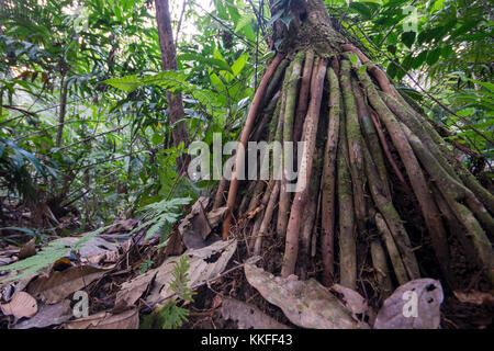 An interesting palm with an interesting tangle of roots easily visible above the surface of the ground. Stock Photo
