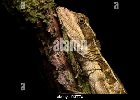 A brown basilisk sleeping on a branch in Belize. Stock Photo