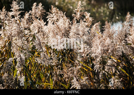 Kamienna River, Starachowice, Swietokrzyskie Region, Poland Stock Photo