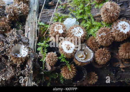 Unusual, inedible mushrooms, Cyathus striatus or Fluted Bird's Nest mushroom in natural habitat, rotten wood near mountain spring Stock Photo