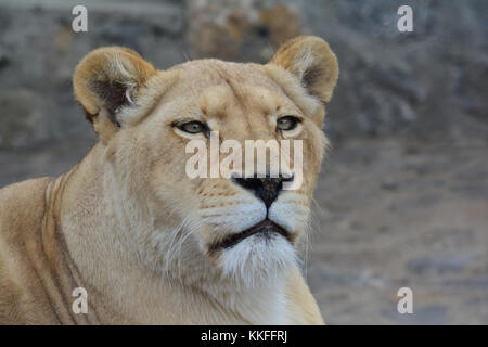 Young, healthy lioness  looking straight and observing, portrait against blured gray background Stock Photo