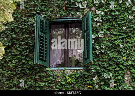 Autumn vine red and green leaves decorate stone wall and wooden door. Bush growths from clay amphora near old rural country house. Stock Photo