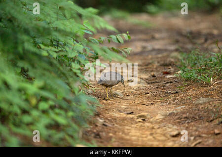 Malayan Night Heron (Gorsachius melanolophus) Stock Photo