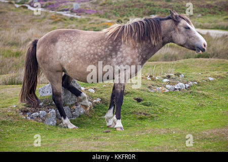 Lundy pony stood rubbing his back leg against a rock on Lundy Island, Devon, England UK in August Stock Photo