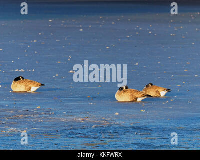 Quebec,Canada. Canada geese resting on frozen lake Stock Photo