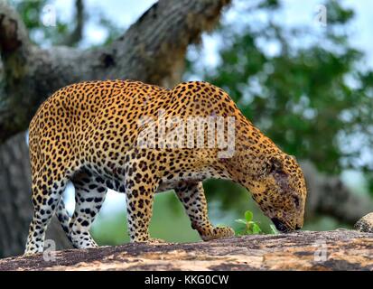 Old Leopard male on the rock. The Sri Lankan leopard (Panthera pardus kotiya) male.Yala National Park. Sri Lanka Stock Photo
