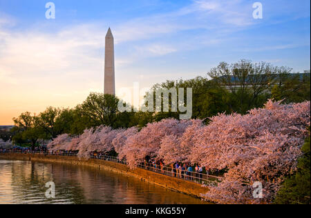 Peak bloom of the Cherry Blossom trees on the Washington DC Tidal Basin at sunset. Stock Photo