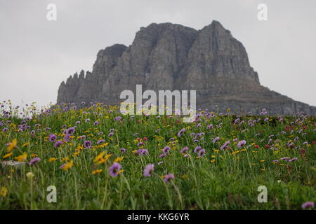 Wildflowers in August at Logan Pass, Glacier National Park Stock Photo