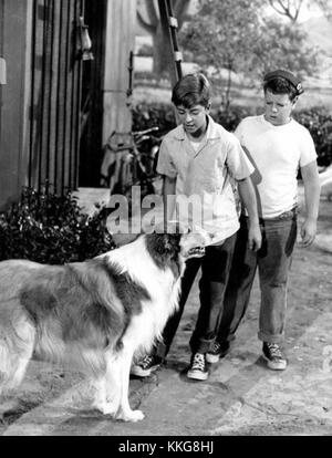 Lassie with Tommy Rettig and Donald Keeler circa 1955-1956 Stock Photo