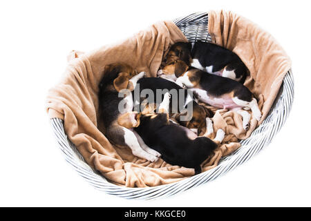 Five beagle puppies sleep in gray wicker basket on white background. Basket is covered with beige plaid. No people. view from above Stock Photo