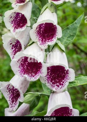 Close up of the part of the flower spike of Digitalis Pams Choice Stock Photo