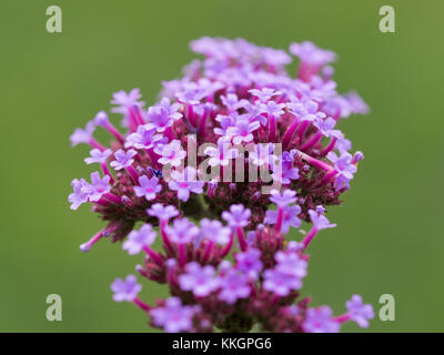 Close up of a flowerhead of Verbena bonariensis with an out of focus green background Stock Photo