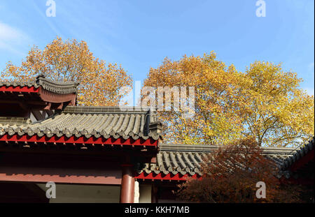 Nanjin, Nanjin, China. 25th Nov, 2017. Nanjing, CHINA-25th November 2017:(EDITORIAL USE ONLY. CHINA OUT) .More than 100,000 tourists flock to enjoy red maple trees at Qixia Mountain in Nanjing, east China's Jiangsu Province. Credit: SIPA Asia/ZUMA Wire/Alamy Live News Stock Photo