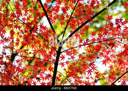 Nanjin, Nanjin, China. 25th Nov, 2017. Nanjing, CHINA-25th November 2017:(EDITORIAL USE ONLY. CHINA OUT) .More than 100,000 tourists flock to enjoy red maple trees at Qixia Mountain in Nanjing, east China's Jiangsu Province. Credit: SIPA Asia/ZUMA Wire/Alamy Live News Stock Photo