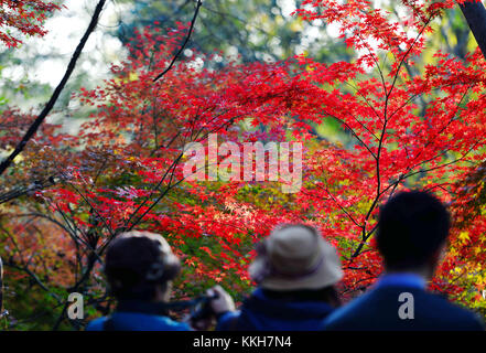 Nanjin, Nanjin, China. 25th Nov, 2017. Nanjing, CHINA-25th November 2017:(EDITORIAL USE ONLY. CHINA OUT) .More than 100,000 tourists flock to enjoy red maple trees at Qixia Mountain in Nanjing, east China's Jiangsu Province. Credit: SIPA Asia/ZUMA Wire/Alamy Live News Stock Photo