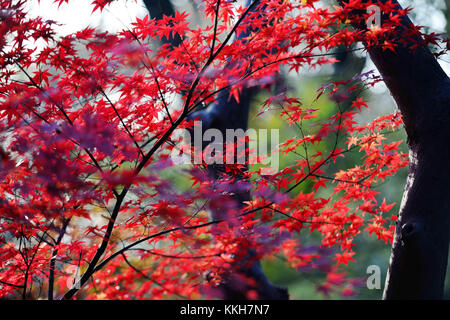 Nanjin, Nanjin, China. 25th Nov, 2017. Nanjing, CHINA-25th November 2017:(EDITORIAL USE ONLY. CHINA OUT) .More than 100,000 tourists flock to enjoy red maple trees at Qixia Mountain in Nanjing, east China's Jiangsu Province. Credit: SIPA Asia/ZUMA Wire/Alamy Live News Stock Photo