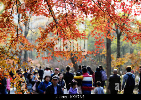 Nanjin, Nanjin, China. 25th Nov, 2017. Nanjing, CHINA-25th November 2017:(EDITORIAL USE ONLY. CHINA OUT) .More than 100,000 tourists flock to enjoy red maple trees at Qixia Mountain in Nanjing, east China's Jiangsu Province. Credit: SIPA Asia/ZUMA Wire/Alamy Live News Stock Photo