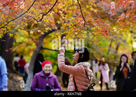 Nanjin, Nanjin, China. 25th Nov, 2017. Nanjing, CHINA-25th November 2017:(EDITORIAL USE ONLY. CHINA OUT) .More than 100,000 tourists flock to enjoy red maple trees at Qixia Mountain in Nanjing, east China's Jiangsu Province. Credit: SIPA Asia/ZUMA Wire/Alamy Live News Stock Photo