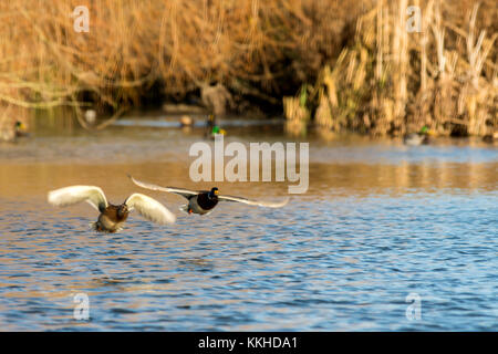 Melton Mowbrey Country park December 1st 2017: Visitors feeding local wildlife treated to rare sightings sighting of Mew Gull primariy spotted on coastal ponds and beahes wintering grounds west coast of US and Common Merganser Gull. Credit: Clifford Norton/Alamy Live News Stock Photo