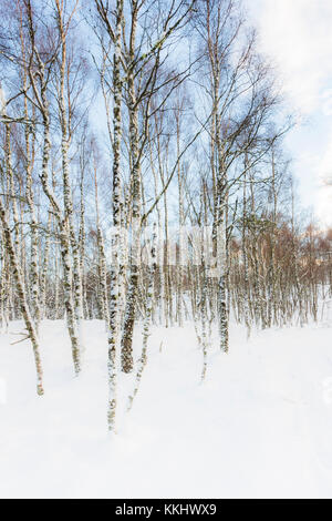 Snow on Birch trees at Aviemore in The Cairngorms National Park of Scotland. Stock Photo
